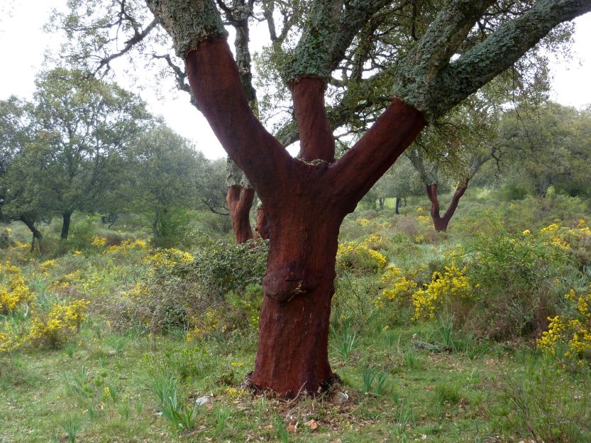 Cork oaks are harvested of their cork every 9 years approx. It´s always done in Summer and as the process is staggered then somewhere and sometime you will always come across this beautiful reddish/brown colour of the bark under the cork.